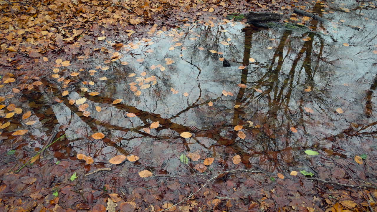 Fallen leaves and reflections of bare trees in a rain puddle on the floor of a woodland in Warwickshire, England.
