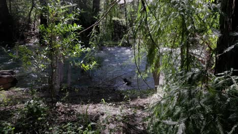 Río-Que-Fluye-Rápido-En-El-Bosque-Verde