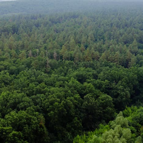 aerial top view forest tree. ecosystem and healthy environment concept and background. texture of green tree forest view from above. video from dron.