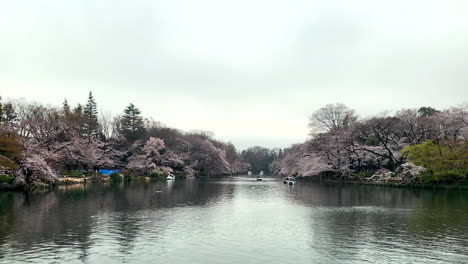 Una-Escena-Mágica-De-Flores-De-Cerezo-En-Flor-En-El-Lago-Del-Parque-Inokashira