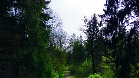 Schattiger-Waldweg,-Der-Ins-Herz-Des-Waldes-Führt