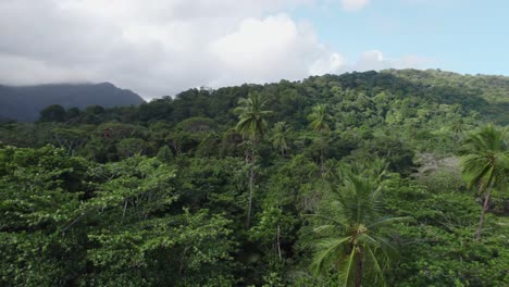 a sweeping aerial perspective of las cuevas beach, on trinidad's caribbean coastline with macaws in coconut trees