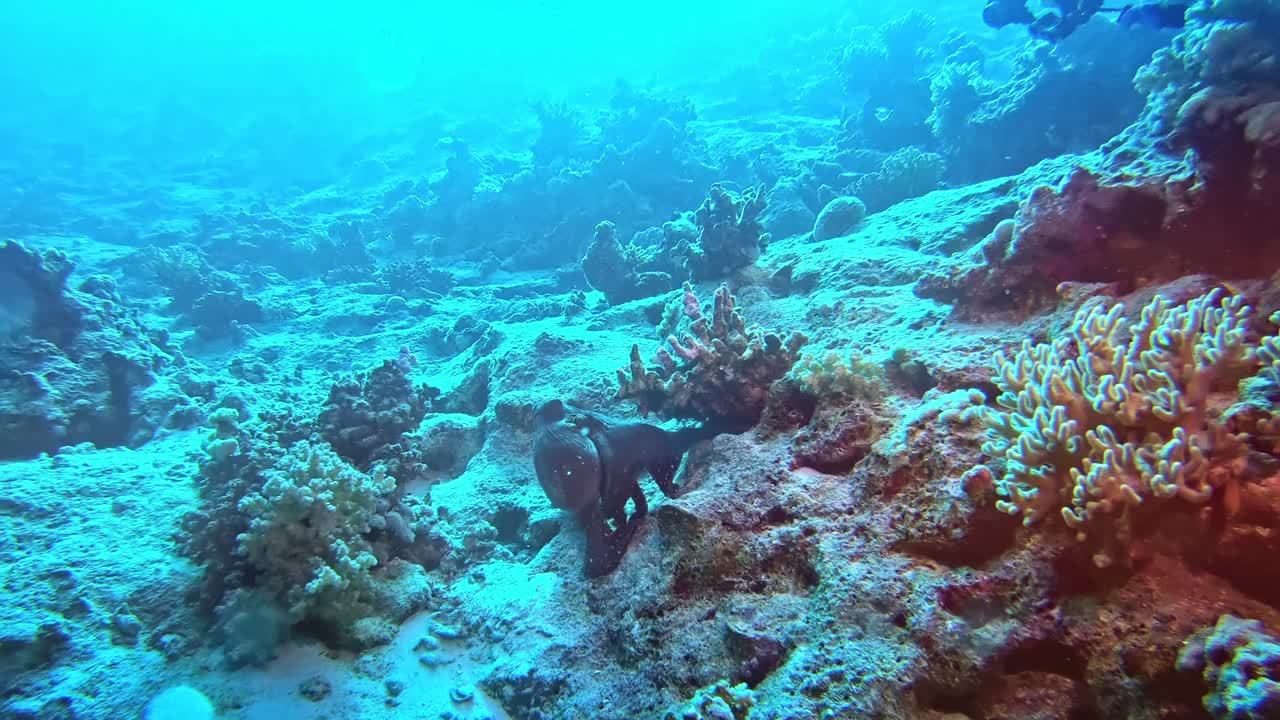 criaturas del arrecife de coral escapando de los buzos