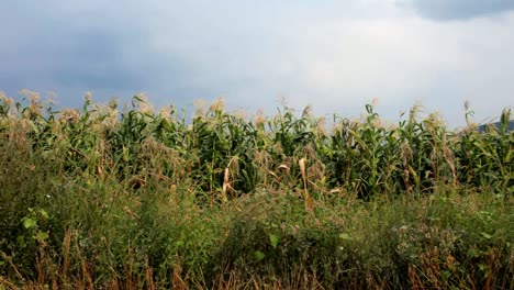 Corn-Field0