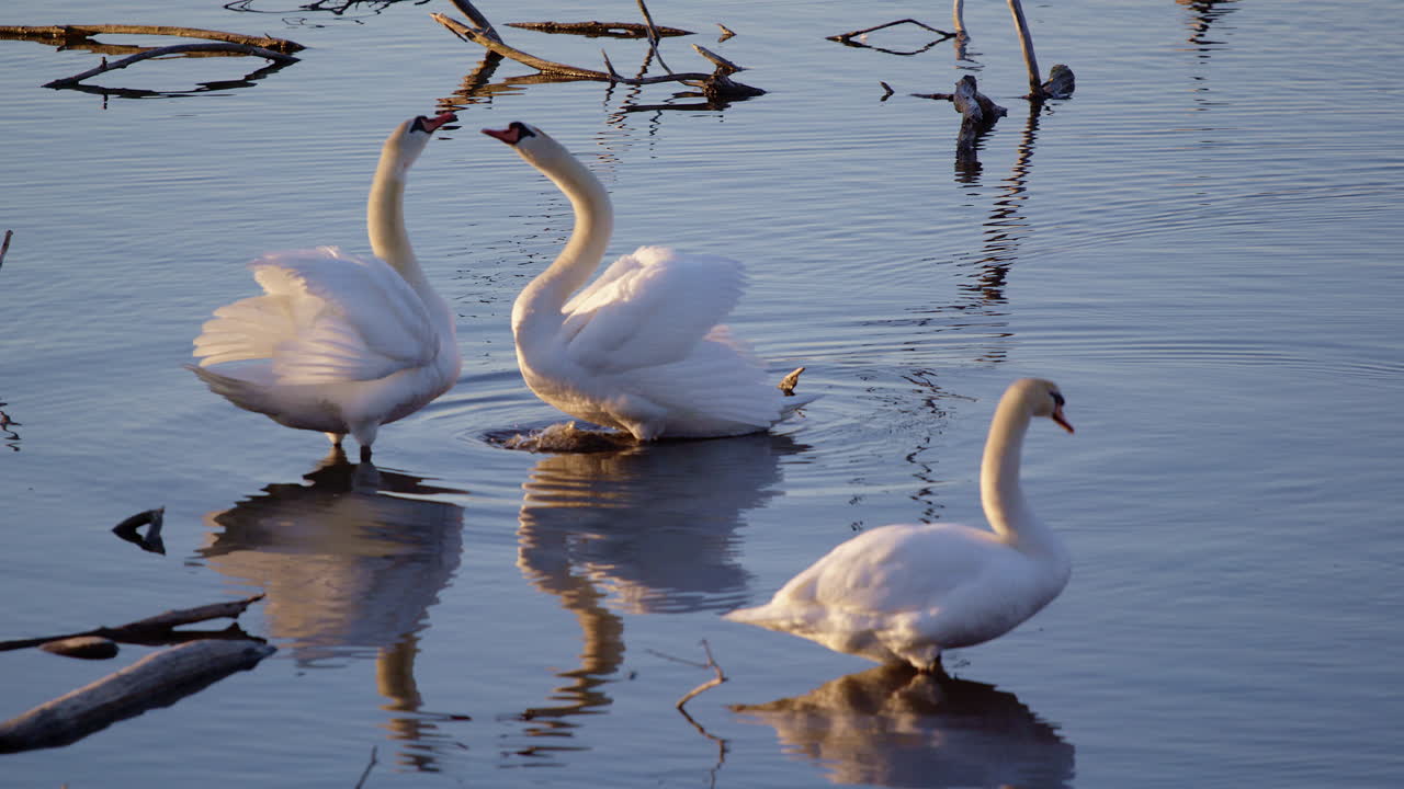 Gentle slow-mo of swans showing mating dances and preening feathers in springtime.