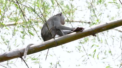 the long-tailed macaques are the easiest monkeys to find in thailand as they are present at temple complexes, national parks, and even villages and cities