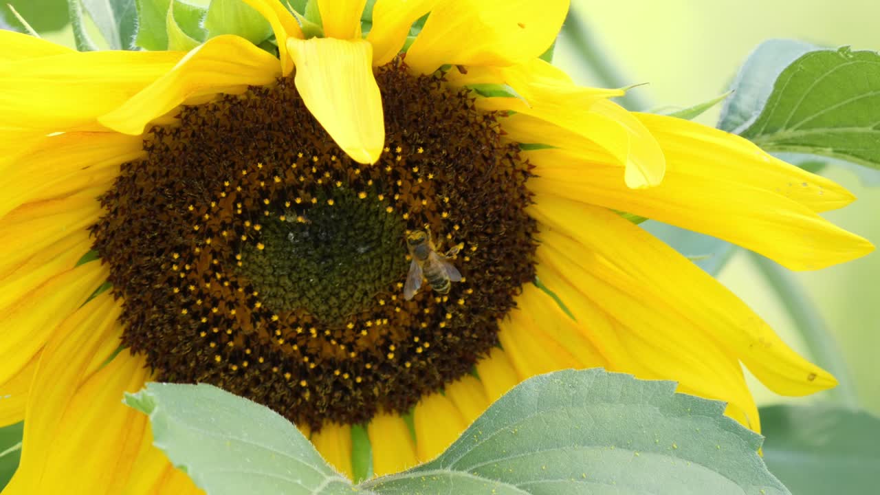 Bee Collecting Pollen from a Sunflower Closeup
