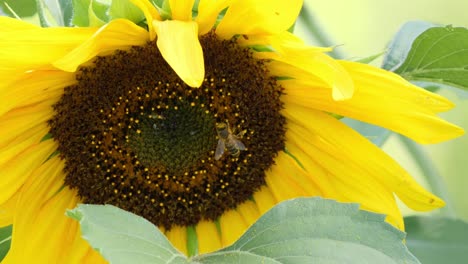 bee collecting pollen from a sunflower closeup