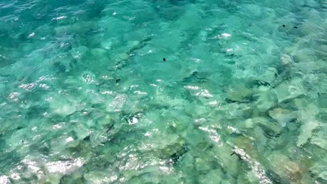 un cardumen de peces gatillo negros nadando y alimentándose en aguas cristalinas y picadas del hermoso océano turquesa, vista aérea de drones desde arriba