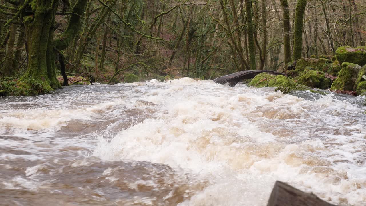 peligroso río que fluye rápido a través de un viejo bosque