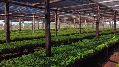 Recorrido-Por-El-Interior-De-Un-Enorme-Vivero-Que-Produce-Plántulas-De-Yerba-Mate