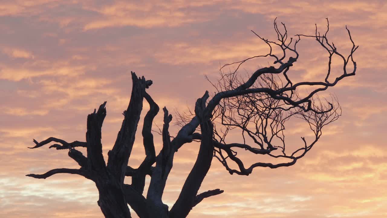 Silhouette of a Dead Tree Against a Vibrant Sunset Sky