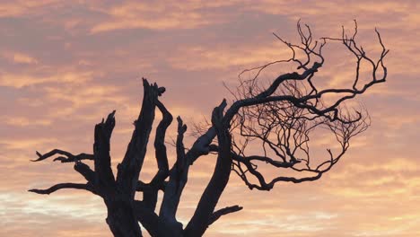 silhouette of a dead tree against a vibrant sunset sky