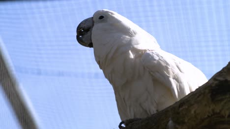 parrot play witch a piece of wood in a zoo in slow motion