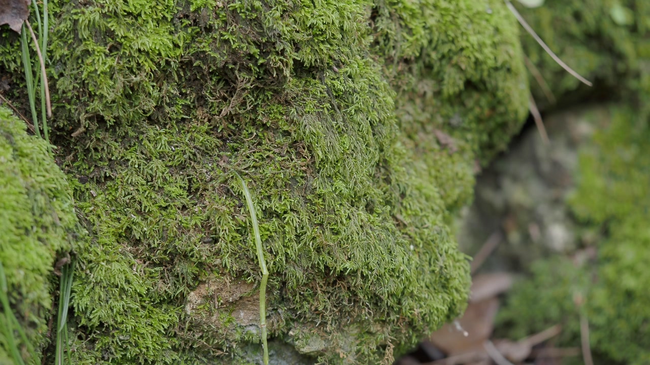 Detailed View of Lush Green Moss Covering Forest Rocks
