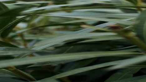 close-up of green leaves