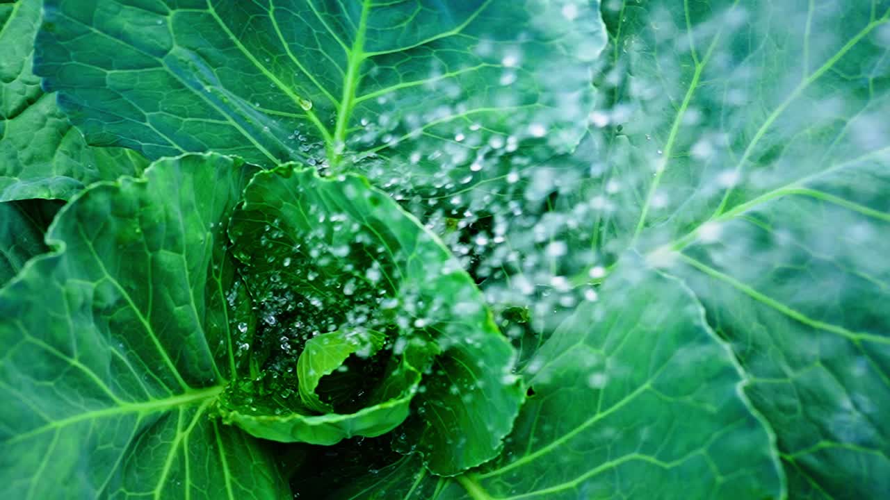Water Droplets Falling on Fresh Green Cabbage Leaves