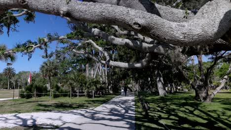 large old tree at ponce de leon's fountain of youth archaeological park in st. augustine, florida with gimbal video walking forward