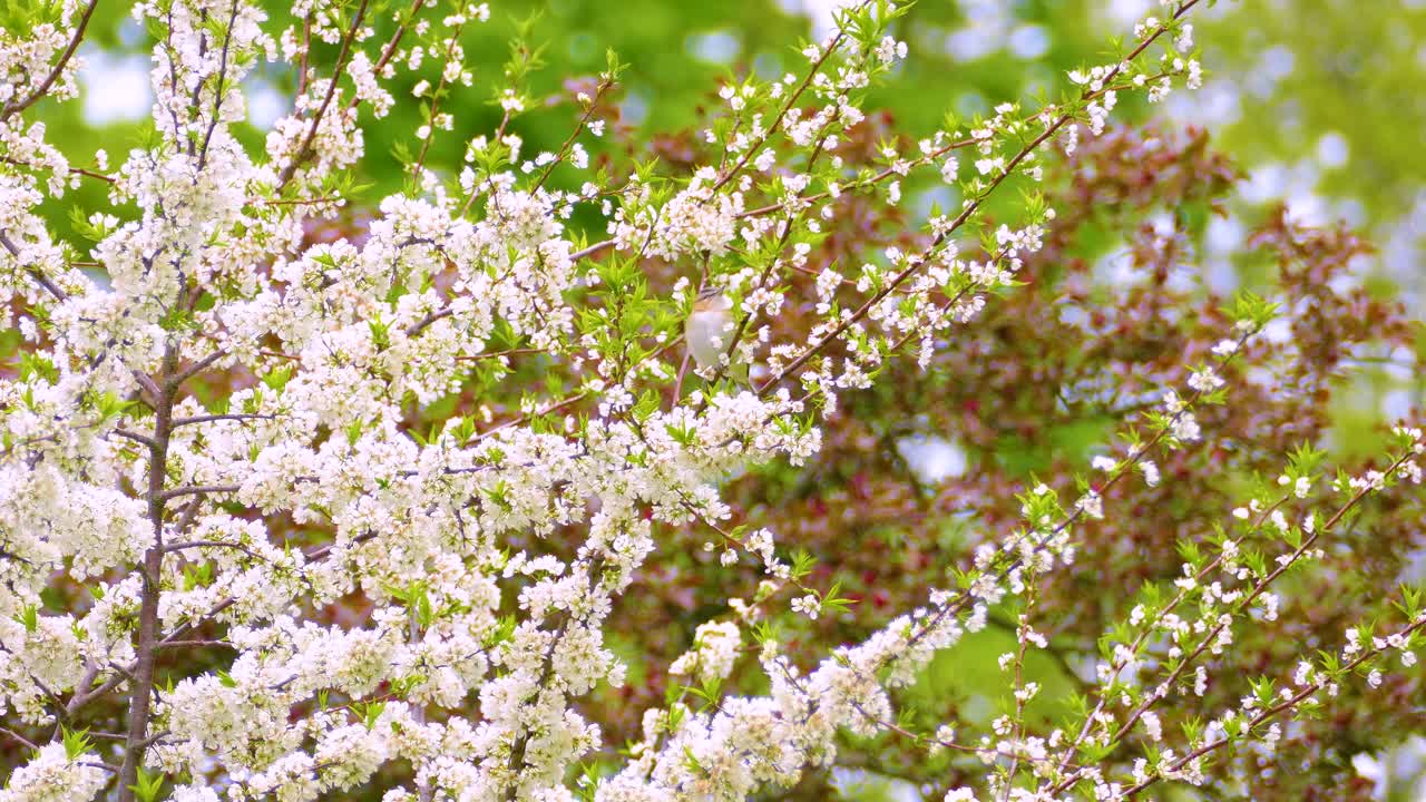 A Philadelphia vireo songbird flies down a white flowering tree.