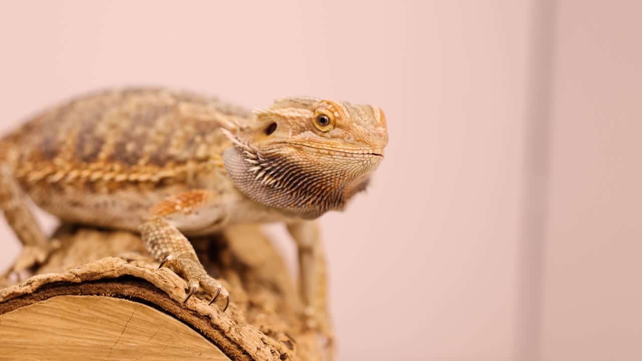 A bearded dragon consumes a superworm on a wooden perch under soft lighting in a controlled environment