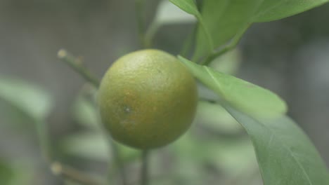 kumquats, cumquats fruta de la suerte en la cultura china