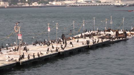 Leones-Marinos-Y-Pelícanos-Tomando-El-Sol-Y-Descansando-En-Un-Muelle-En-Medio-Del-Puerto-De-San-Diego-Con-Pájaros-Y-Gaviotas-Volando-Alrededor