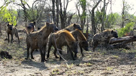 fearless pack of hyenas approach lion and it's kill