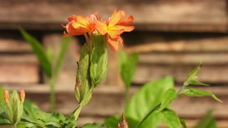 flores de petardo - hermosas -