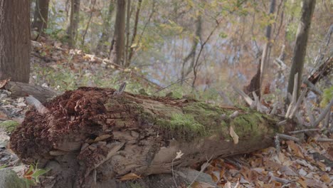 Musgo-En-Un-árbol-Caído-Cerca-Del-Arroyo-Wissahickon-Que-Fluye