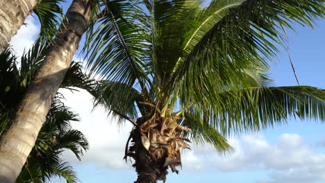 Panning-view-of-Palm-trees