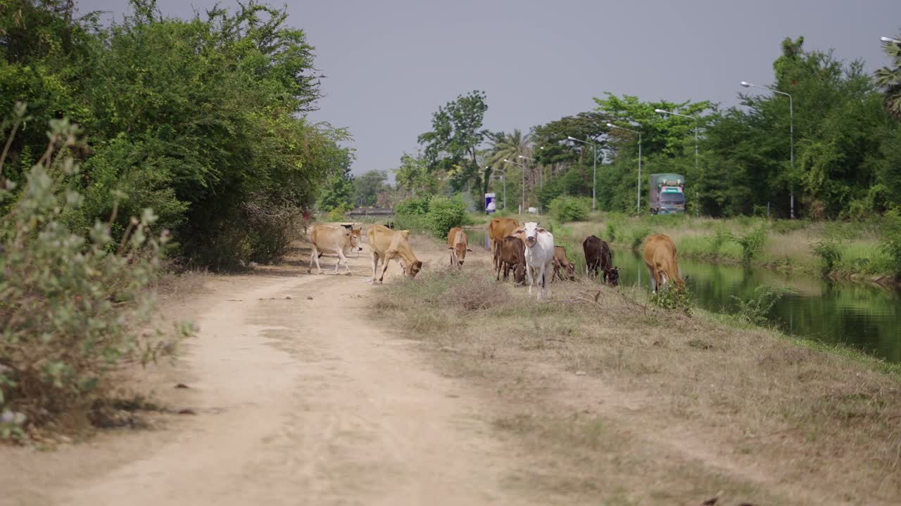 Cattle grazing by a dirt road and canal in a rural landscape