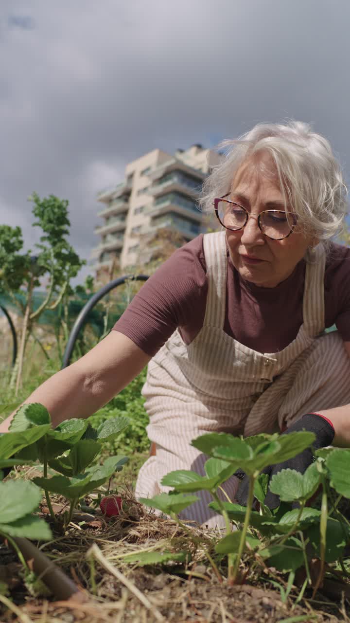 Senior woman gardening strawberries