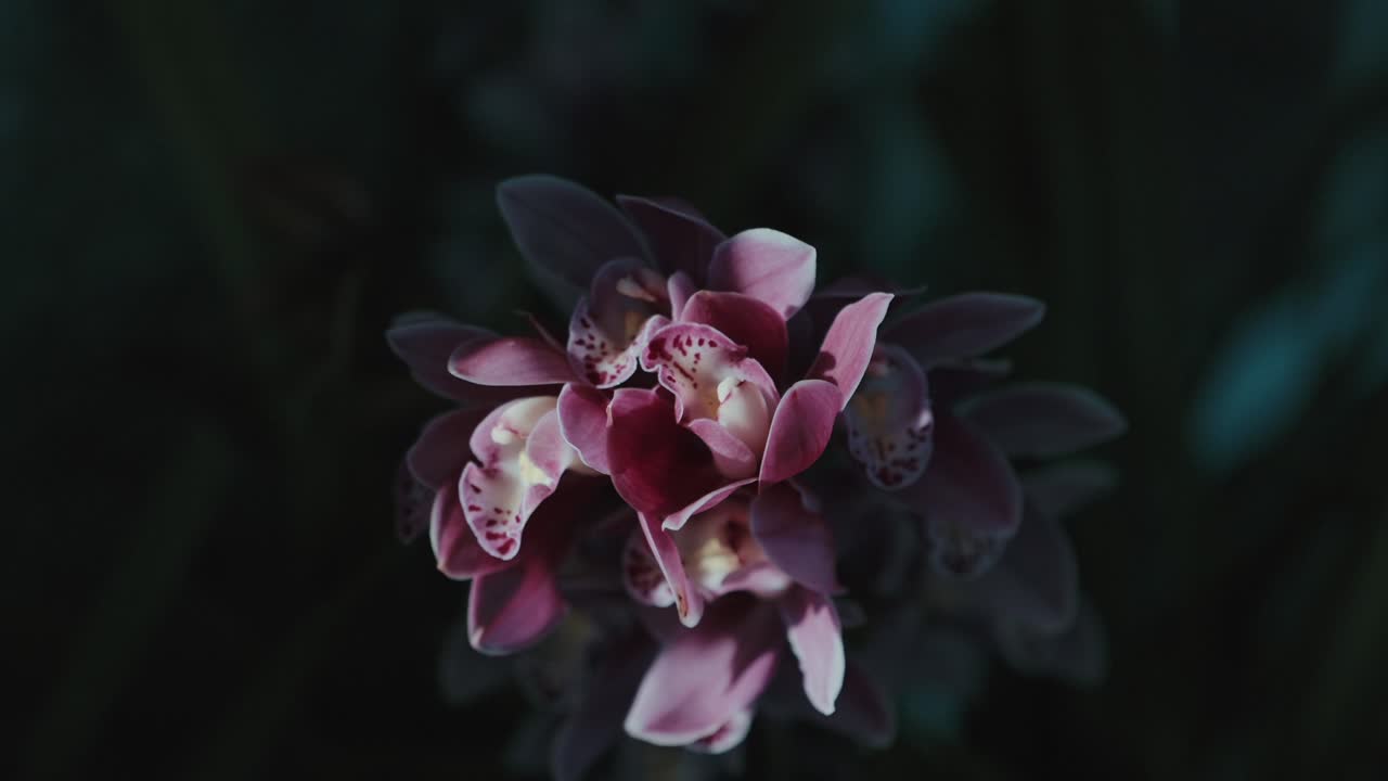 Vista ravvicinata di un fiore di orchidea rosa con petali e centro maculato.