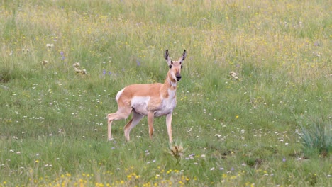 Wasser-Tropft-Aus-Dem-Mund-Eines-Gabelbocks-In-Einem-Feld-Von-Wildblumen