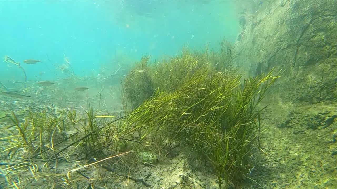 Serie subacquea in un insolito canale alimentato da sorgenti nel Texas occidentale. La serie contiene scene a velocità normale e al rallentatore di vita acquatica, incluse specie rare di pesci trovate solo in questa particolare sorgente