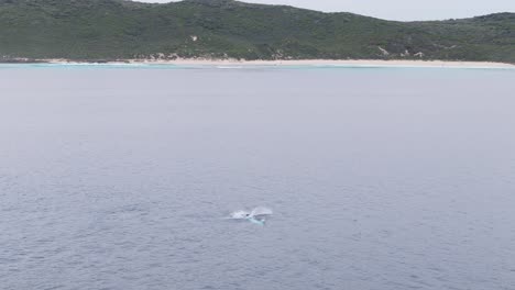 Manada-De-Ballenas-Jugando-Cerca-De-La-Costa-De-Australia-Occidental