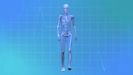 animación de cardiógrafo y esqueleto caminante sobre fondo azul