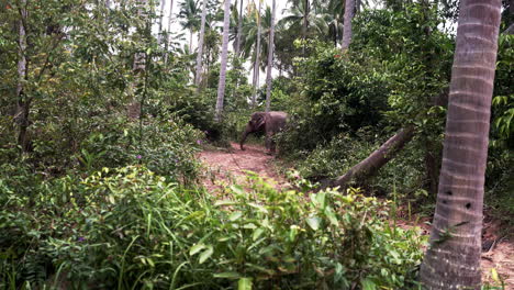 Asian-elephant-sniffing-ground-in-tropical-jungle-rainforest,-Thailand