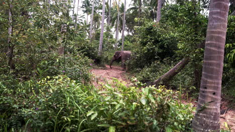 elefante asiático olfateando el suelo en la selva tropical, tailandia