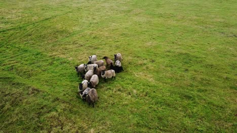 Luftdrohnenaufnahme-Einer-Schafherde,-Die-Sich-Auf-Gras-Im-Grünen-Feld-Ernährt