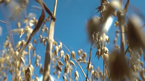 stalks of dry brown oats wheat plant blowing in wind against blue sky static shot