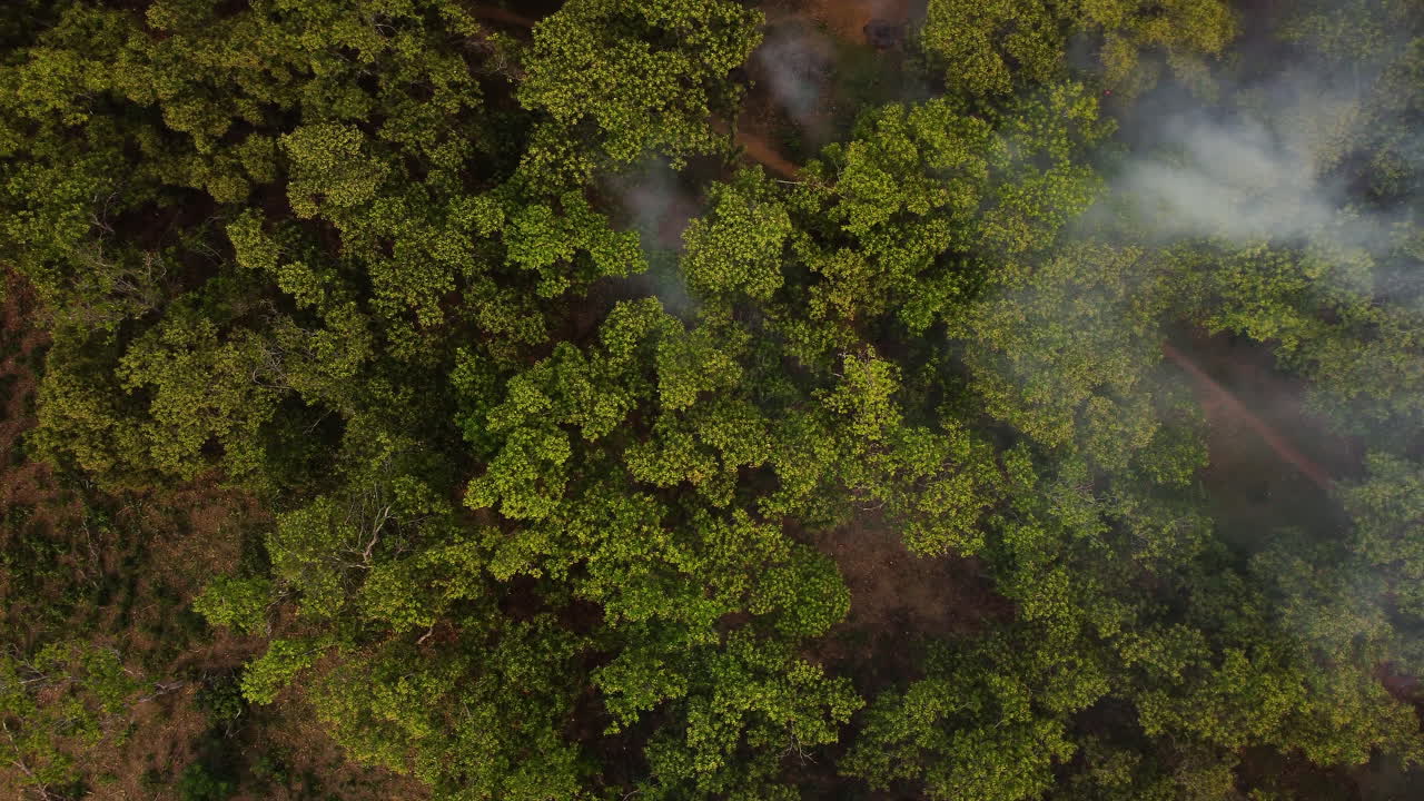 humo de incendios forestales que sale de los anacardos en el bosque