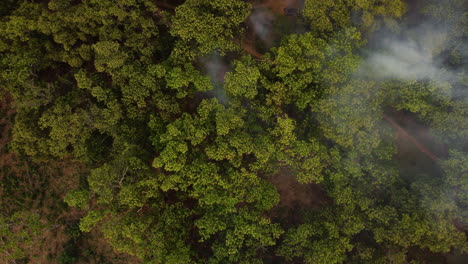 wildfire smoke coming out of cashew nut trees in the forest