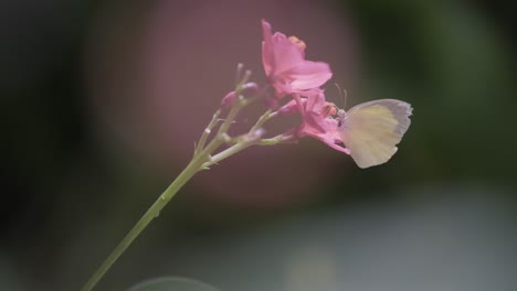 suffused flash yellow butterfly feeding on pink flowers and then flying away in slow motion