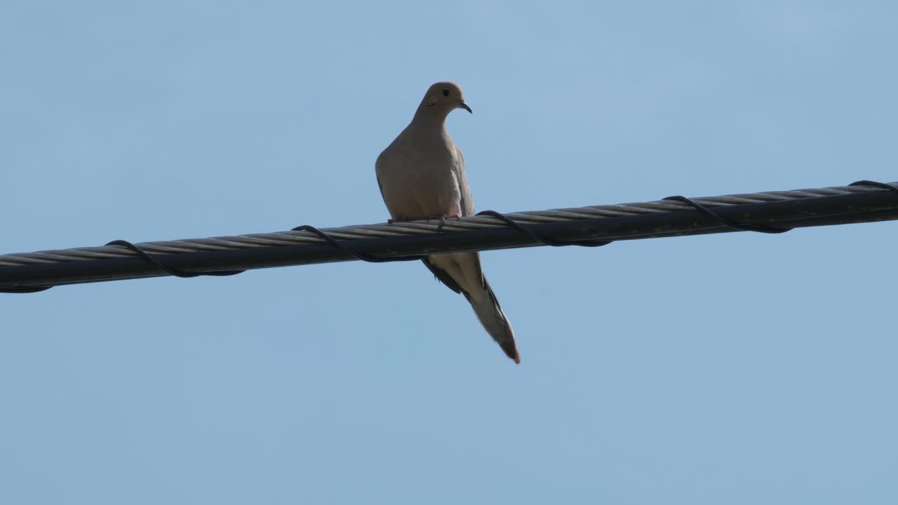 파란 하늘의 배경으로 와이어에 앉아 있는 비둘기