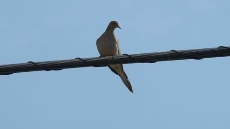 paloma posada en un alambre con un fondo de cielo azul