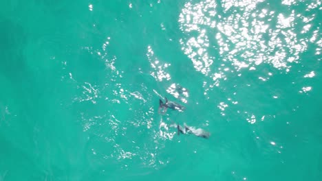 dolphins swimming in the blue ocean with clear waters in summer near noosa heads, australia