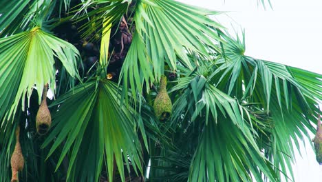 A-hanging-weaver-bird-nest-in-an-asian-palmyra-palm-tree-with-birds-moving-inside,-colorful-and-static