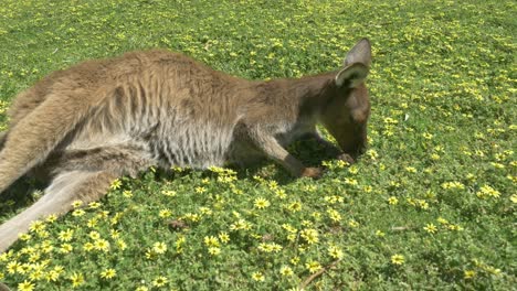 young wallaby relaxes in a green field with yellow flowers in australia