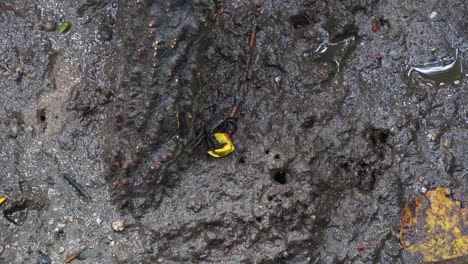 fiddler crab on muddy ground